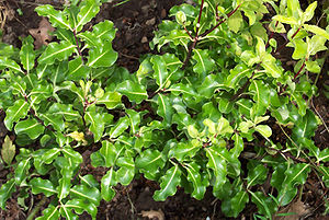 Eine Sorte des Schmalblättrigen Klebsame (Pittosporum tenuifolium).