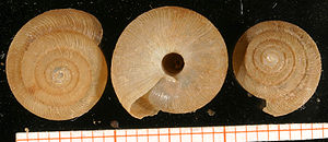 Scheibenschnecke (Pleurodiscus balmei (Potiez & Michaud, 1838), Insel Rhodos, Griechenland