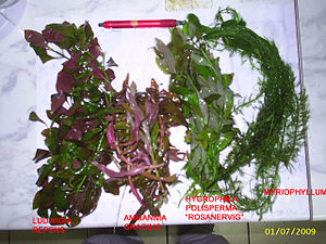 Ludwigia repens, Ammannia gracilis, Hygrophila polisperma, Myriophyllum spec. (von links)