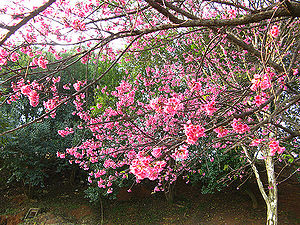 Prunusceret1.jpg
