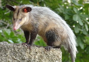 Südopossum (Didelphis marsupialis)