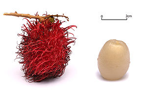 Rambutan (Nephelium lappaceum), Frucht (mit Schale und geschält)