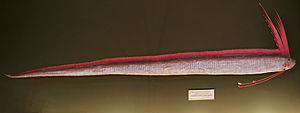 Der Riemenfisch Regalecus glesne im Naturhistorischen Museum Wien