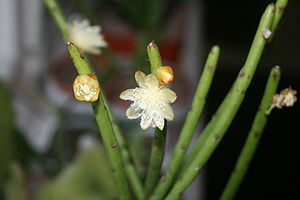 Rhipsalis floccosa.jpg