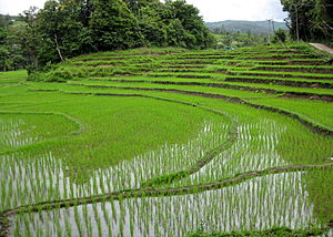 Reisfelder bei Chiang Mai