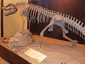 Skelettrekonstruktion von Saurosuchus galilei
