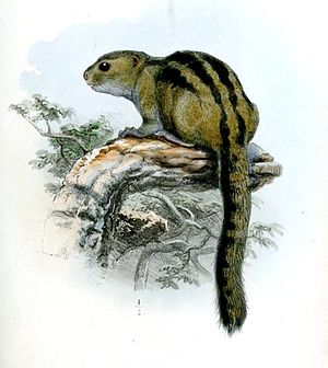 Lady-Burton-Rotschenkelhörnchen (Funisciurus isabella)