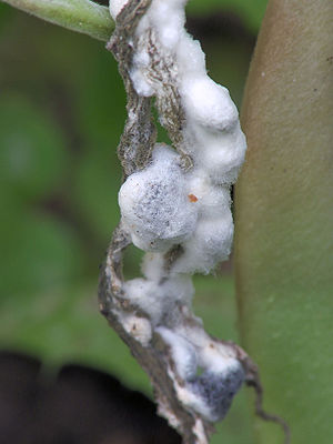 Sclerotinia sclerotiorum auf Gartenbohne (Phaseolus vulgaris)