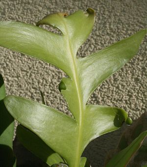 Selenicereus chrysocardium.jpg