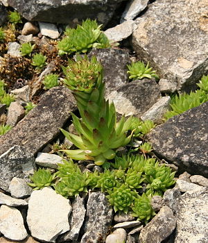 Sempervivum globiferum subsp. hirtum