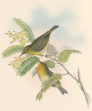 Dünnschnabel-Brillenvogel - Zeichnung von John Gould