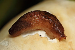 Östlicher Schnegel (Lehmannia nyctelia)
