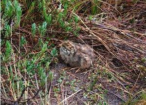 Snow mountain quail chick.JPG