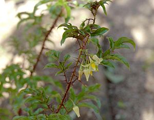 Solanum atropurpureum flowers.jpg