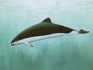 Zeichnung des Brillenschweinswals
