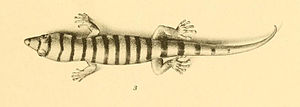 Sphaerodactylus elegans 01-Barbour 1921.jpg