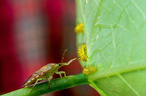 Käferlarven (gelb), angegriffen durch Podisus maculiventris