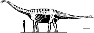 Spinophorosaurus nigerensis, Skelettrekonstruktion (aus Remes et al., 2009)