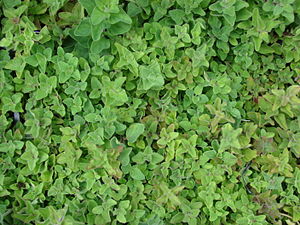 Starr 070906-8860 Origanum vulgare subsp. hirtum.jpg