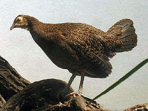 Gabelschwanzhuhn (Gallus varius)