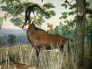 Ausgestopftes Exemplar der Riesen-Rappenantilope im American Museum of Natural History.