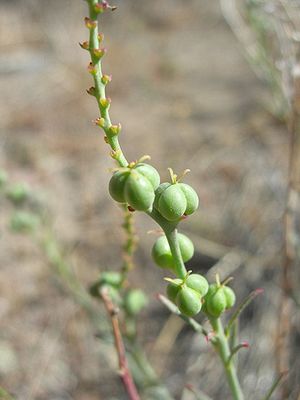 Stillingia linearifolia