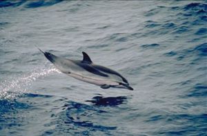 Blau-Weißer Delfin