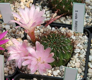 Sulcorebutia viridis RMR822
