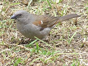 Swainsons-sparrow.jpg