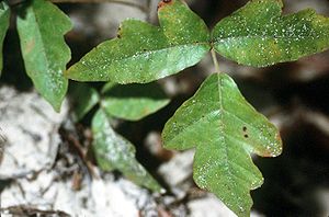 Toxicodendron pubescens