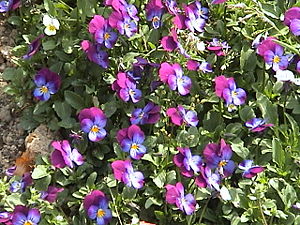 Viola cornuta flower.jpg