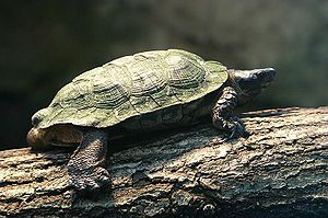 Waldbachschildkröte