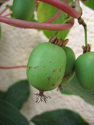 Actinidia arguta (junge Frucht)