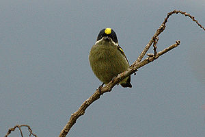 Western green tinkerbird.jpg