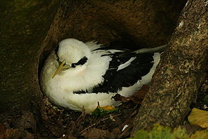 Weißschwanz-Tropikvogel (Phaethon lepturus)
