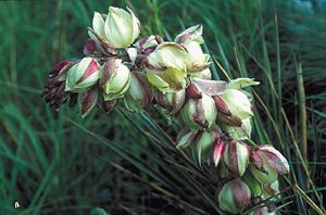 Yucca harrimaniae subsp. neomexicana, Blütenstand im Mai in Colorado