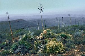 Yucca whipplei subsp. eremica im April in Baja California