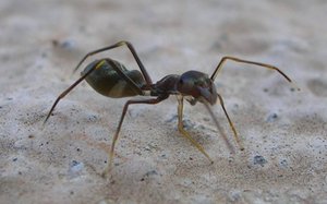 Ameisen-imitierende Zodariidae