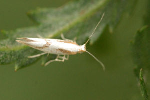 Kirschblütenmotte (Argyresthia pruniella)
