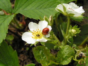 Blüte der Moschus-Erdbeere (Fragaria moschata) mit Marienkäfer