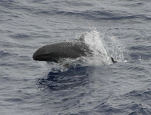 Kleiner Schwertwal