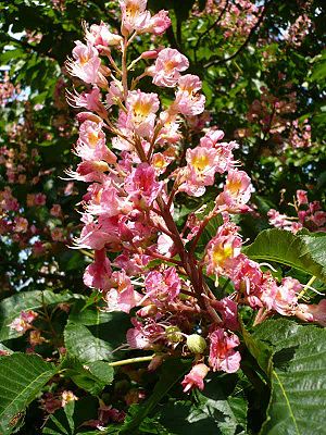 Fleischrote Rosskastanie (Aesculus × carnea), Blütenstand