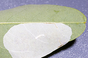 Raupe der Robinien-Miniermotte (Phyllonorycter robiniella)