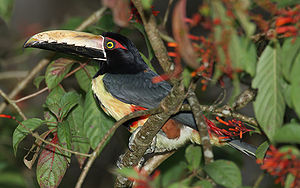 Halsbandarassari (Pteroglossus torquatus)