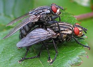 Graue Fleischfliegen (Sarcophaga carnaria) bei der Paarung