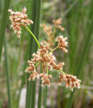 Blütenstand Tototra-Schilf (Scirpus californicus)