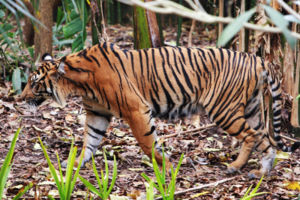 Sumatra-Tiger (Panthera tigris sumatrae)