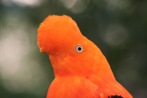 Andenklippenvogel (Rupicola peruviana)