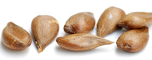 Apple seeds - variety Herrnhut (aka).jpg