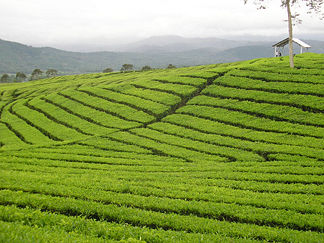 Teeplantage an den Ausläufern des Dempo